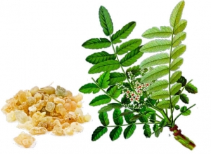 Boswellia Extract và 14 lợi ích sức khỏe hàng đầu của Boswellia Extract